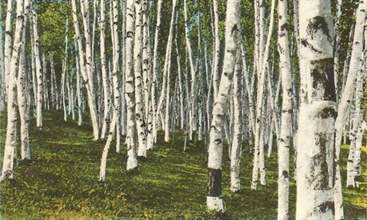 White Birch Forest, Wisconsin painting - Norman Parkinson White Birch Forest, Wisconsin art painting